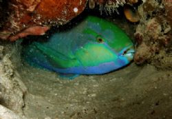 Parrotfish with protective coating to disguise scent from... by Alex Lim 